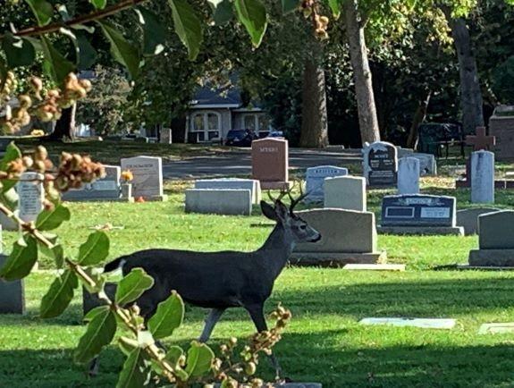 A photo of a deer in Fair Oaks Cemetery