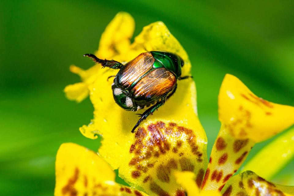 A Japanese Beetle on a yellow flower